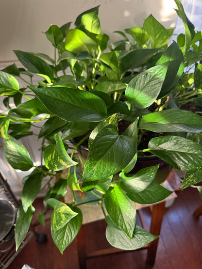 Golden Pothos