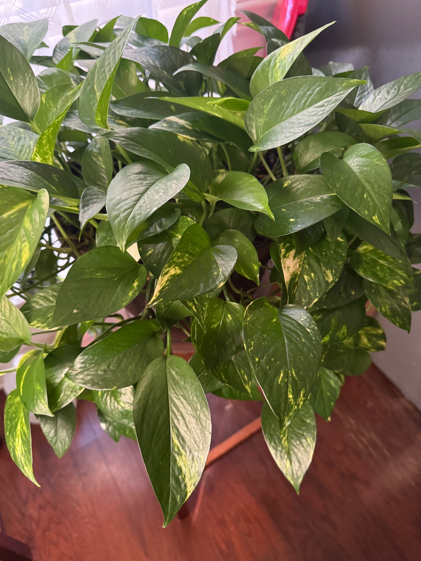 Golden Pothos