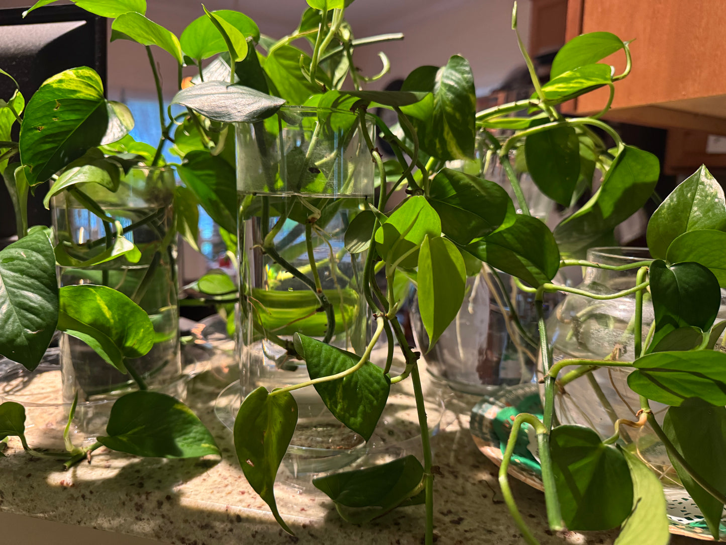 Golden Pothos