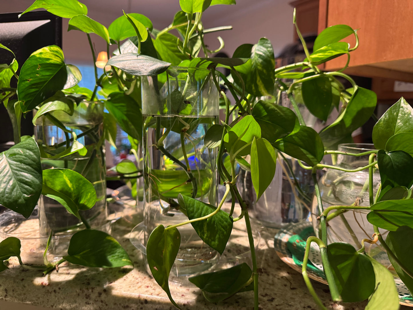 Golden Pothos