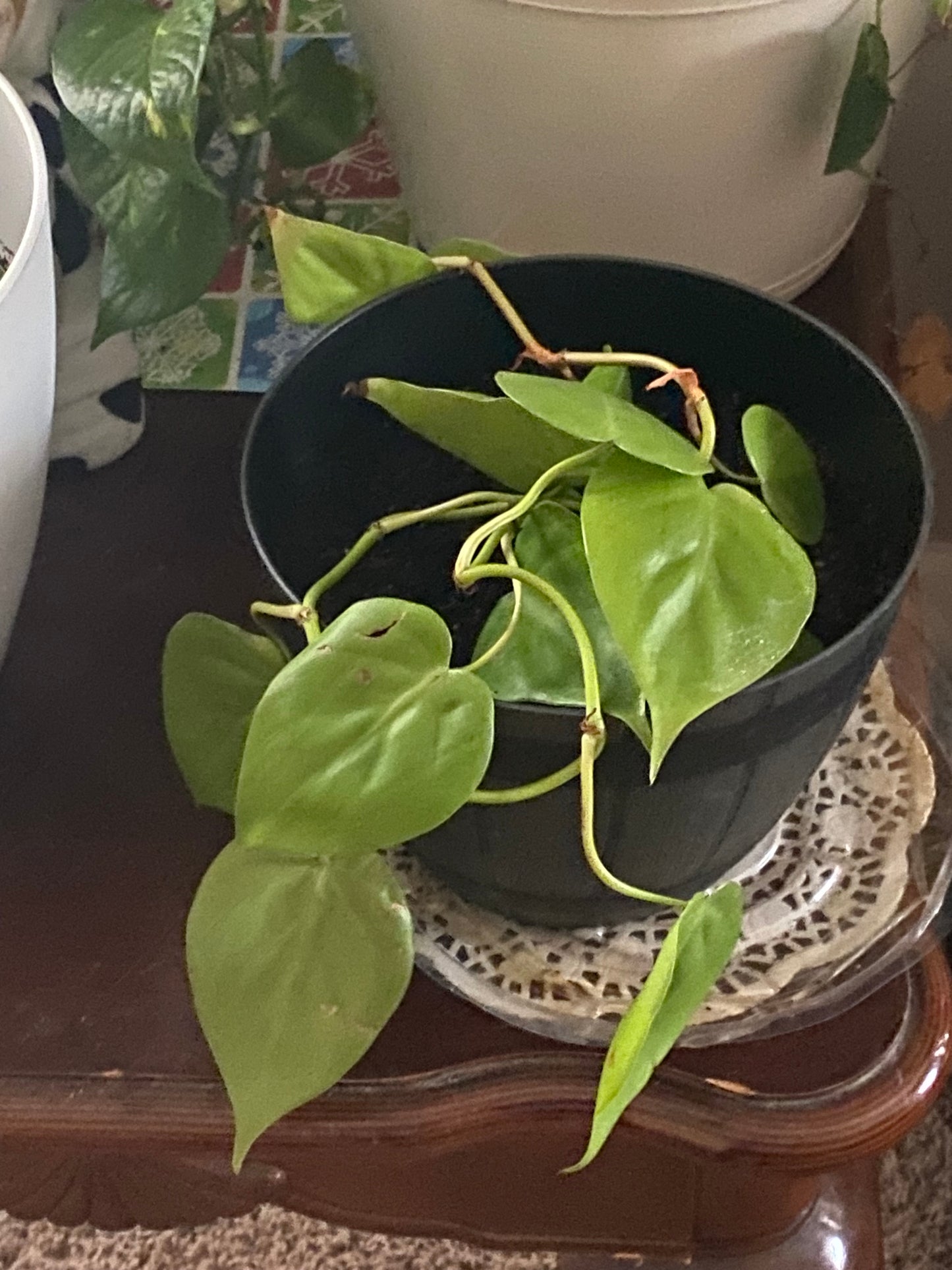 Heartleaf Philodendron