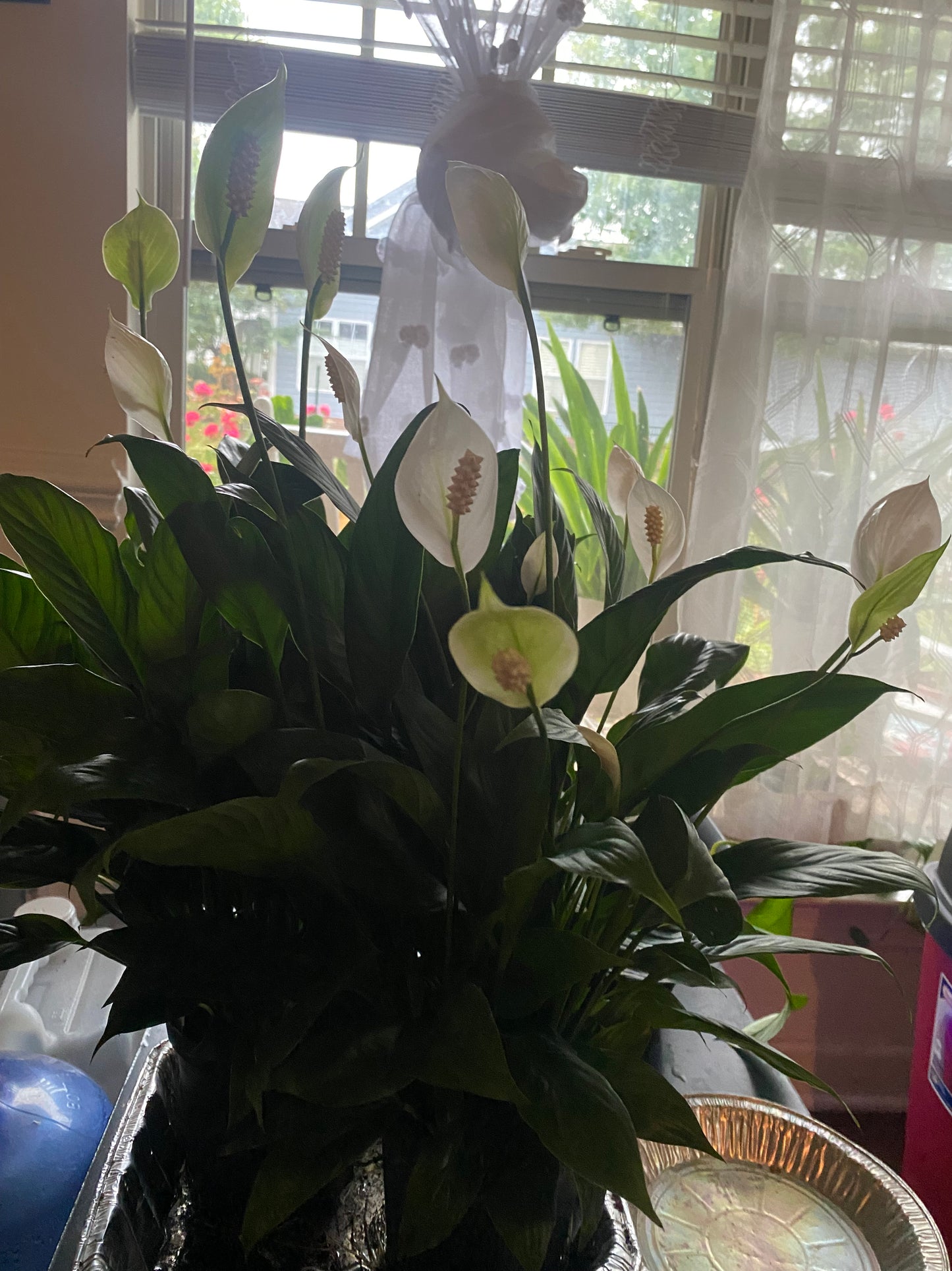 Peace Lily