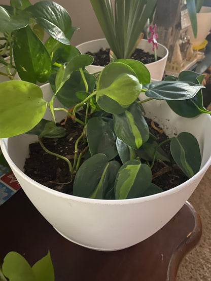 Heartleaf Philodendron