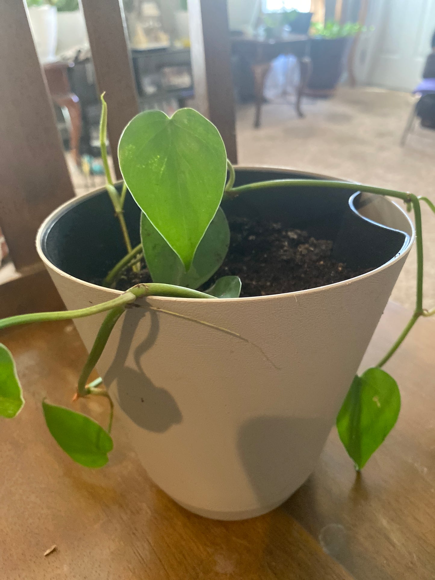 Heartleaf Philodendron