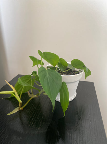 Heartleaf Philodendron